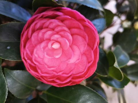 红色茶花