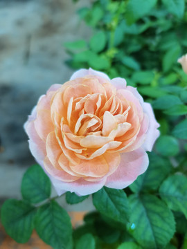 蔷薇花