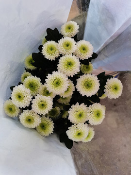 白色菊花雏菊
