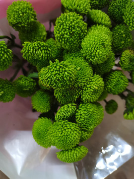 绿色菊花