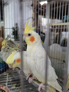 鹦鹉鸟八哥