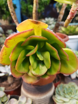 多肉植物