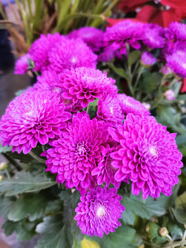 紫色雏菊花