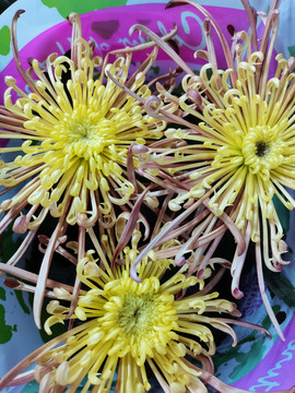 黄色菊花