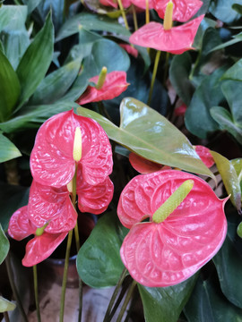 花烛花