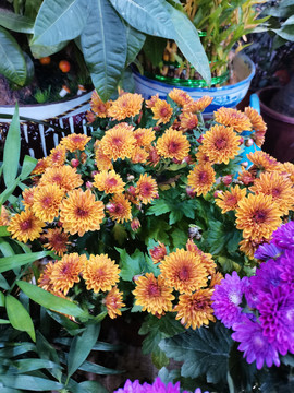 小菊花雏菊