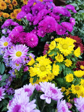 小菊花雏菊花