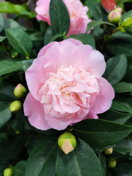粉色茶花