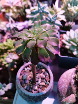 多肉多浆植物