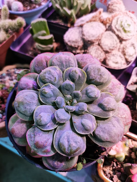 多肉多浆植物