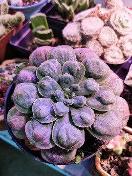 多肉多浆植物