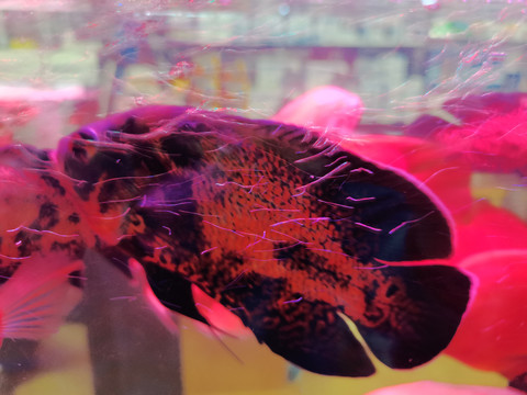 水族馆鱼类