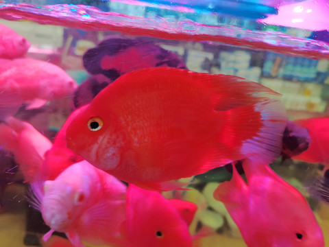 水族馆鱼类