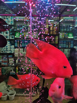 水族馆观赏鱼类