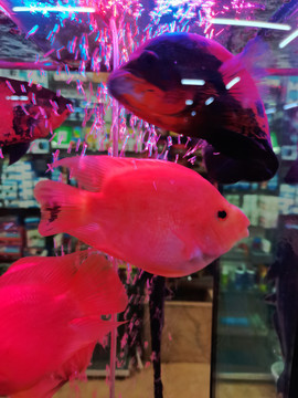水族馆观赏鱼类