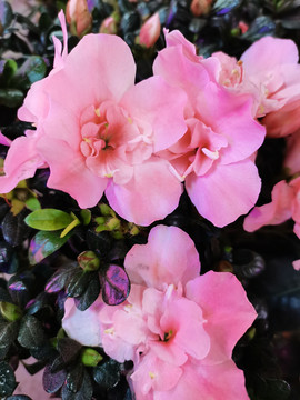 粉色杜鹃花