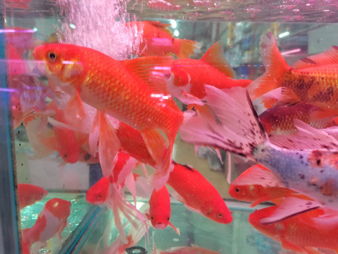 红色金鱼锦鲤鱼群