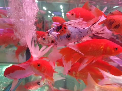 金鱼锦鲤鱼群