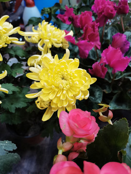 黄色菊花