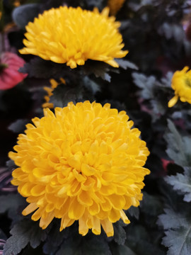 黄色菊花
