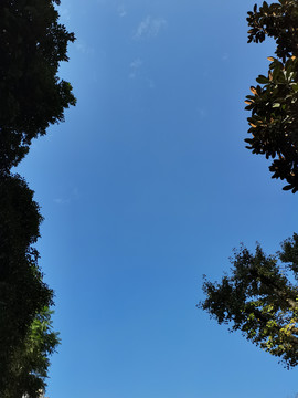 公园树林蓝天