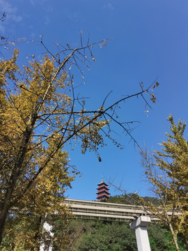 公园内景宝塔树林