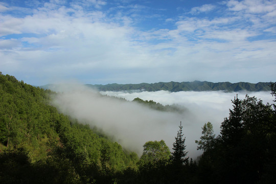 林间云海