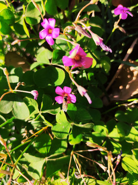 蜜蜂采酢浆花