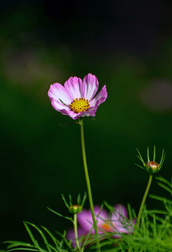 格桑花