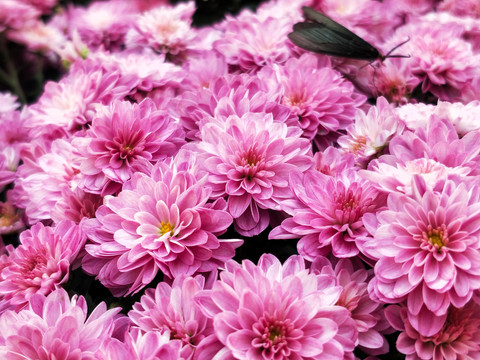 鲜花