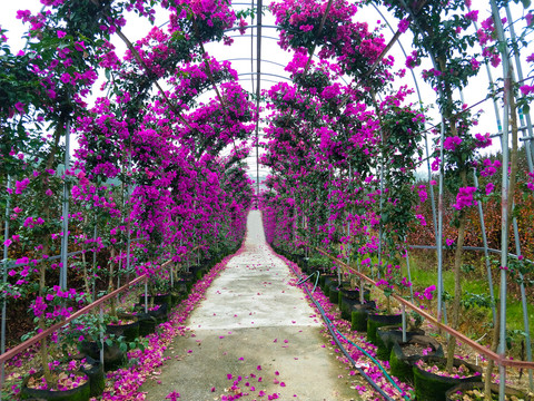 叶子花