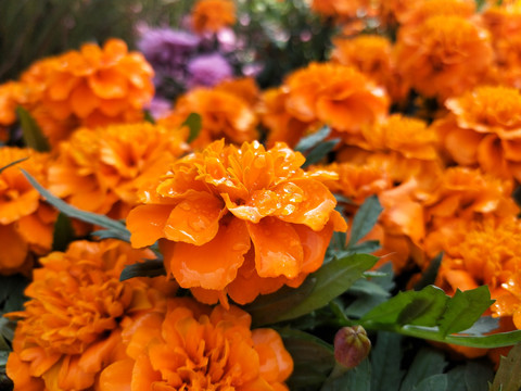 菊花