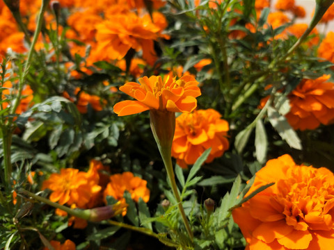 菊花