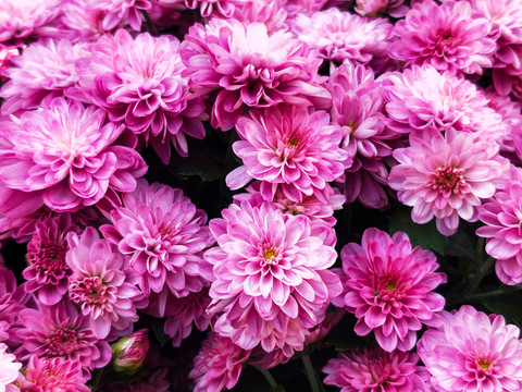 菊花紫