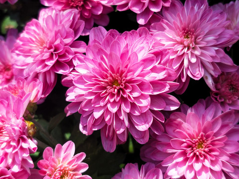 菊花紫