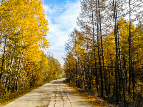 林间公路秋季树林