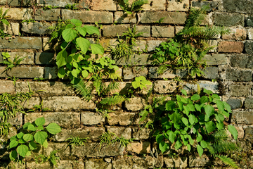 砖墙上的植物