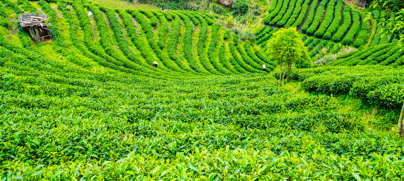 有机茶山茶园