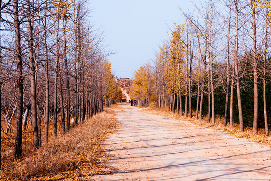 银杏树