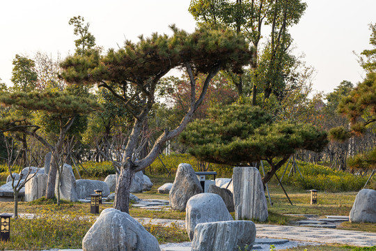 景观松树