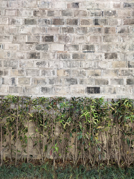 青砖墙与绿植