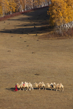 乌兰布统草原的秋天