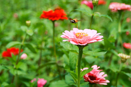 百日菊