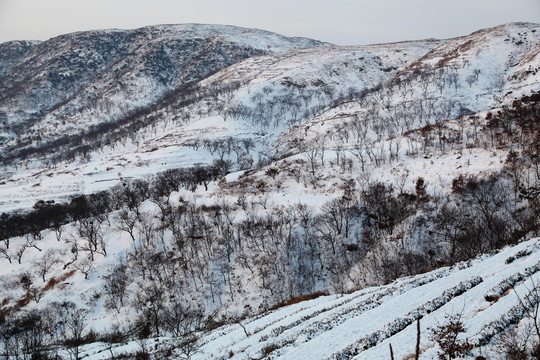 雪韵山林