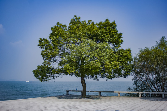 太湖桃花岛一棵树