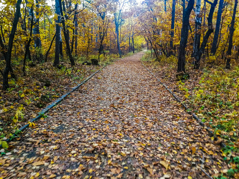 秋季森林小路落叶