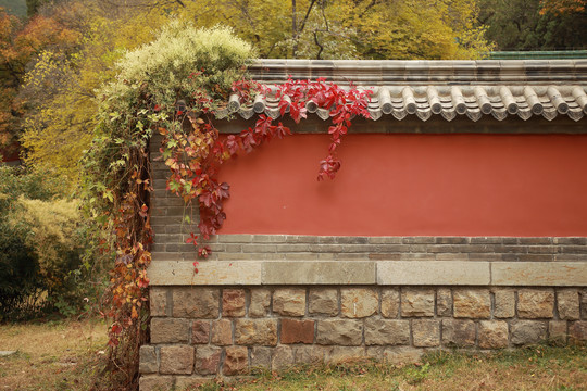 红墙墙头植物