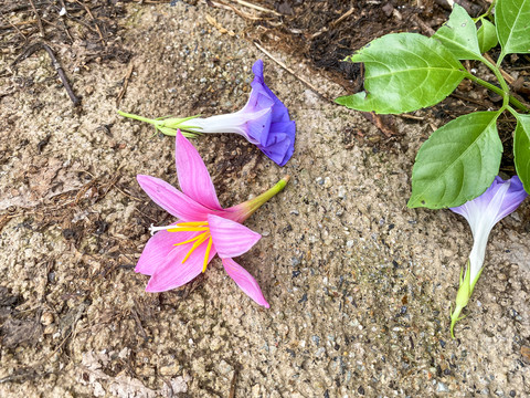 掉落的花朵