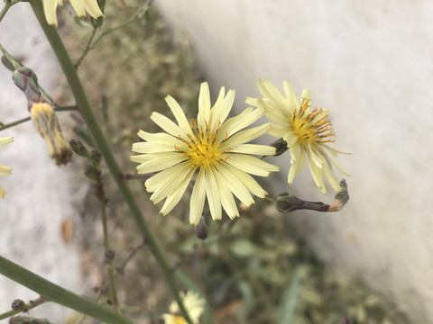 翅果菊