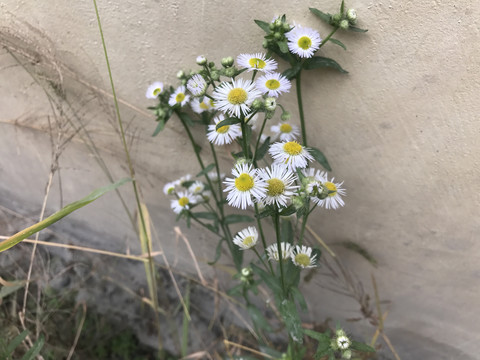 一年蓬小飞蓬小菊花